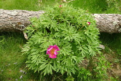 Paeonia officinalis