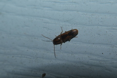 Conoderus vespertinus