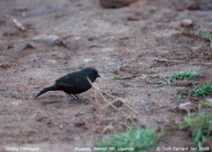 Dusky Twinspot photo 2