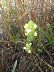 Castilleja rubicundula lithospermoides