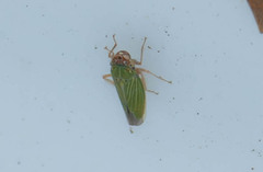 Xyphon reticulatum