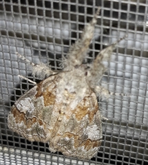 Dasychira obliquata