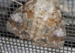 Dasychira obliquata