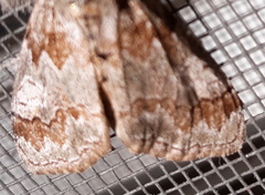 Dasychira obliquata