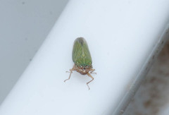 Xyphon reticulatum