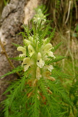Pedicularis foliosa