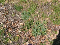 Lupinus hispanicus