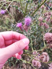 Cirsium arvense