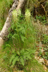 Pedicularis foliosa