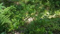 Vaccinium myrtillus