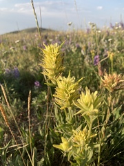 Castilleja christii