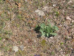 Lupinus hispanicus