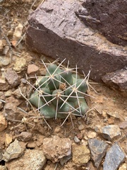 Coryphantha robustispina