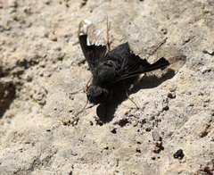 Anthrax dolabratus