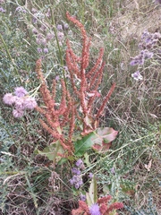 Rumex obtusifolius