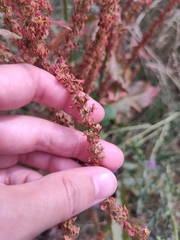 Rumex obtusifolius