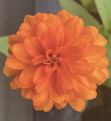 Angiospermae