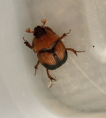 Bolbocerosoma bruneri