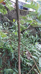 Sesbania grandiflora