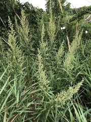 Artemisia serrata