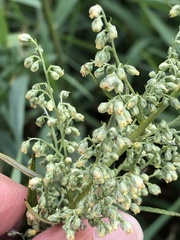 Artemisia serrata