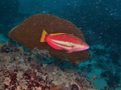 Pseudolabrus biserialis