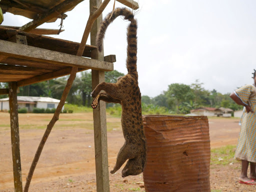 African Palm Civet