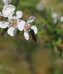 Lophyrotoma analis