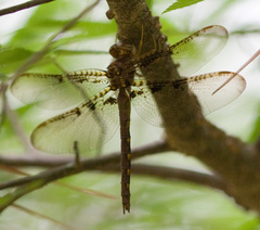 Neurocordulia xanthosoma