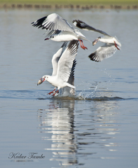 Chroicocephalus brunnicephalus