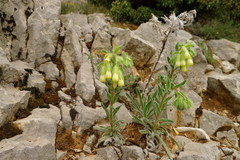 Onosma tricerosperma