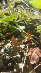 Fragaria vesca
