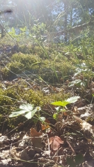 Fragaria vesca