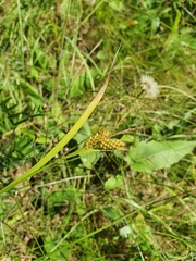 Carex pallescens