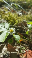 Fragaria vesca