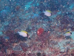 Chromis klunzingeri