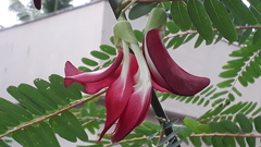 Sesbania grandiflora