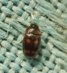 Litargus tetraspilotus