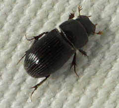 Ataenius strigatus