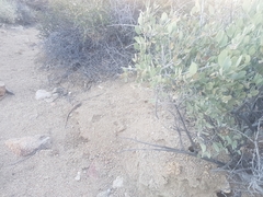 Aspidoscelis tigris tigris