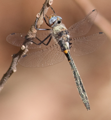 Helocordulia selysii
