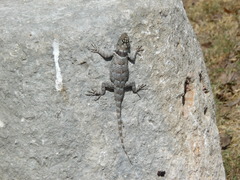Sceloporus serrifer