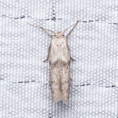 Blastobasis taurusella