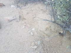 Aspidoscelis tigris tigris