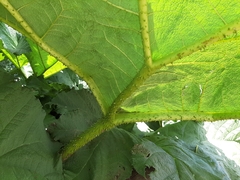 Gunnera tinctoria