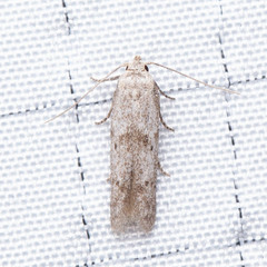 Blastobasis taurusella