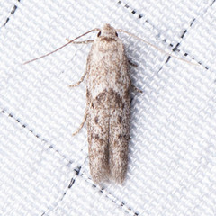 Blastobasis taurusella