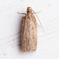 Glyphidocera juniperella