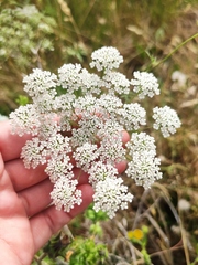 Daucus carota