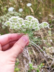 Daucus carota